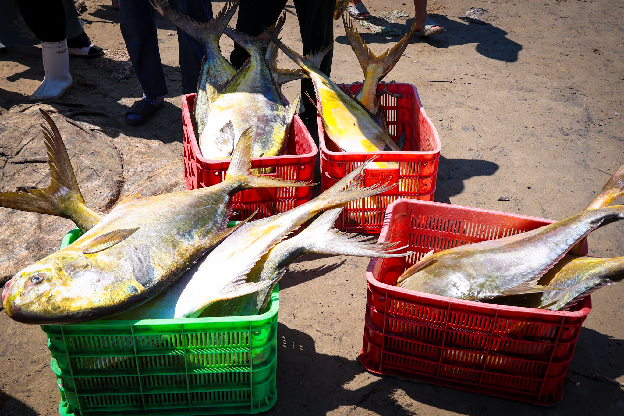 Ngư dân phường Hải Ninh trúng đậm mẻ cá vàng dương hơn 1 tấn