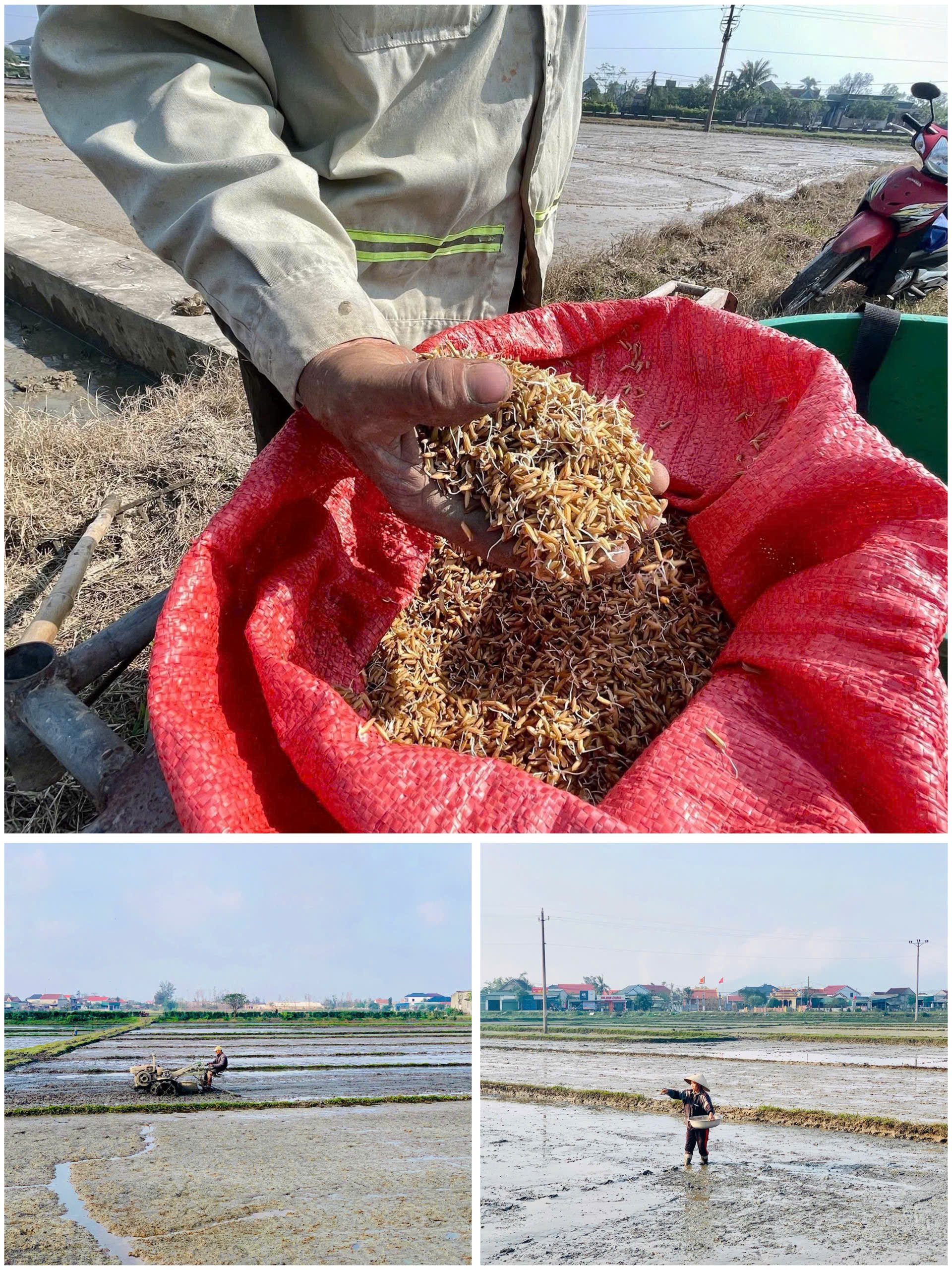 Bà con nông dân phường Hải Ninh tập trung xuống đồng gieo cấy vụ Xuân năm 2026