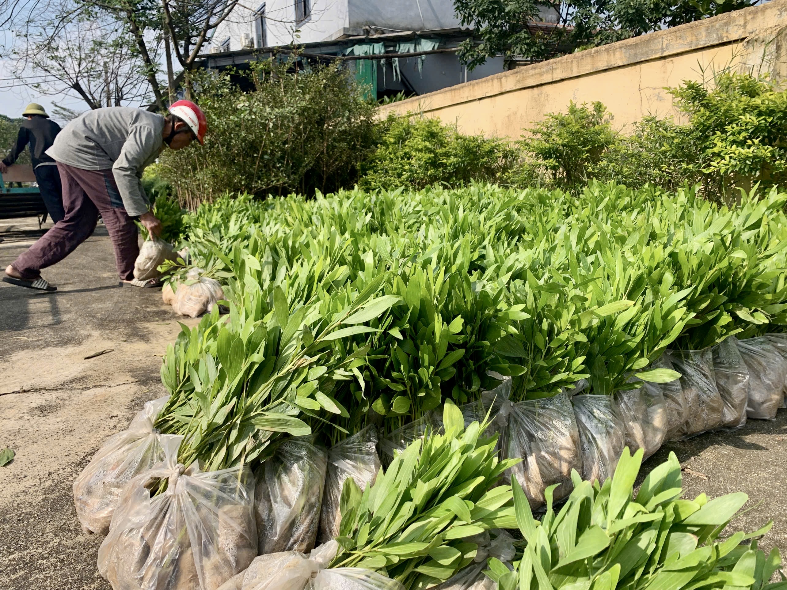 Phường Hải Ninh tiếp nhận hơn 3 vạn cây phân tán