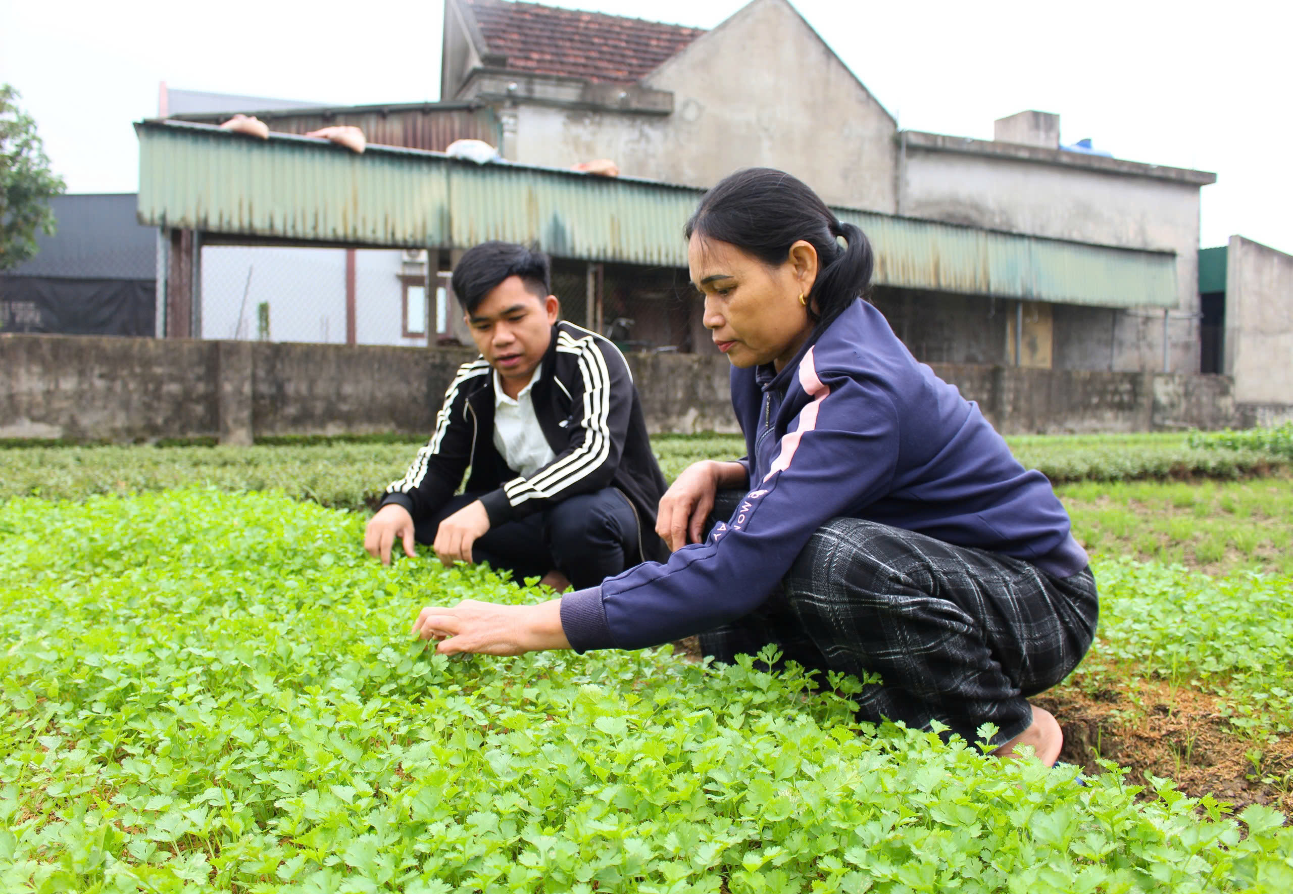 Bà con nông dân phường Hải Ninh tập trung trồng rau vụ đông.